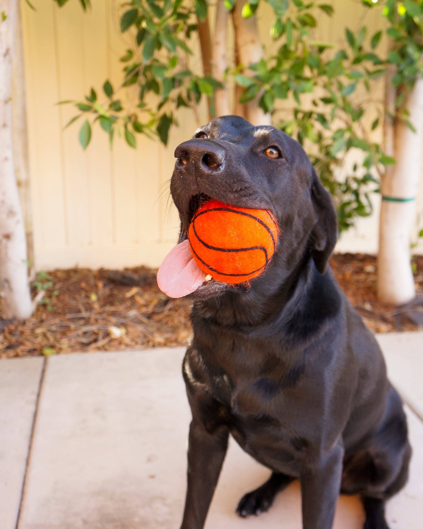 XL Pet Toy Wool Sport Ball