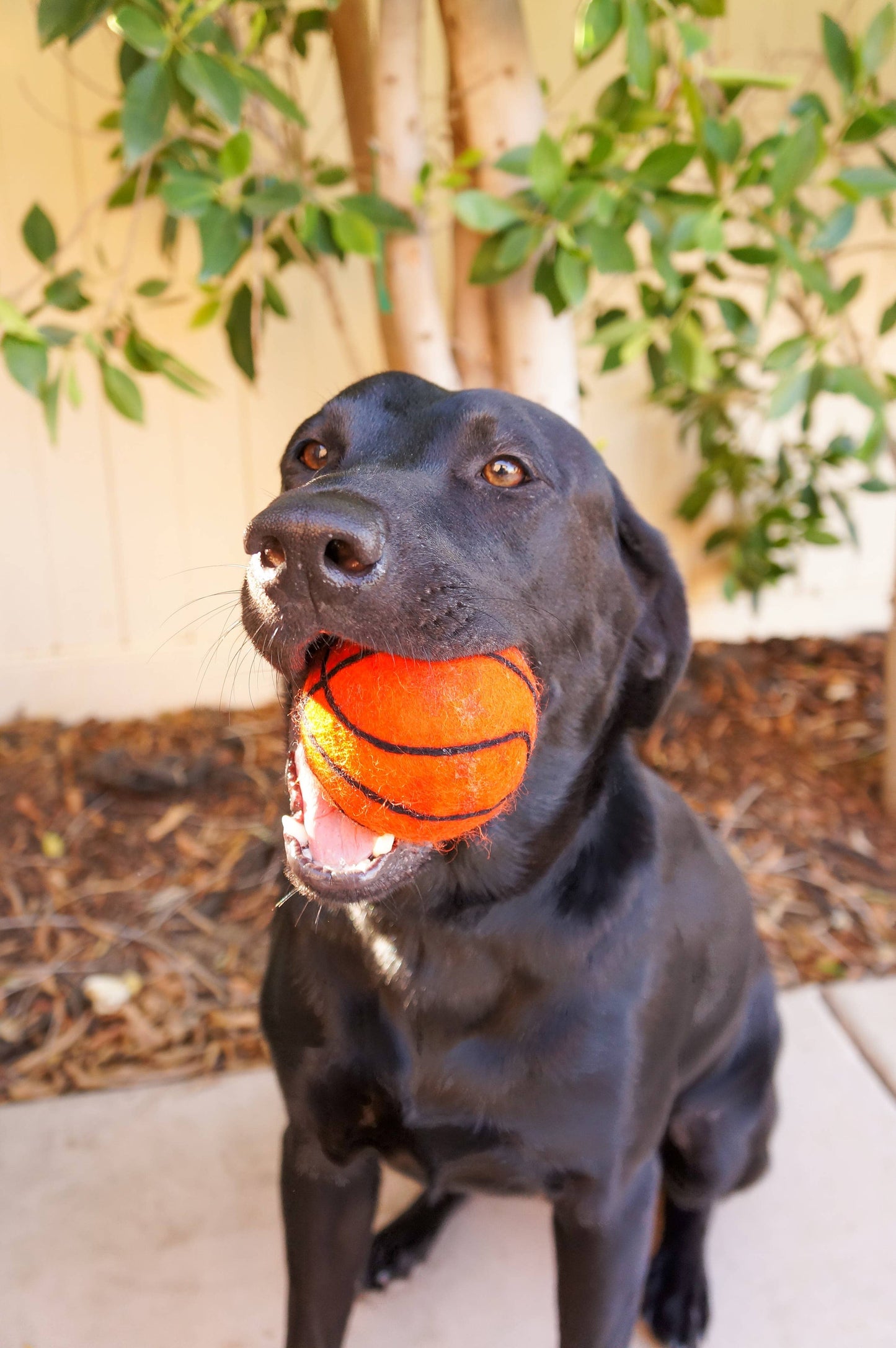 XL Pet Toy Wool Sport Ball