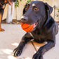 XL Pet Toy Wool Sport Ball