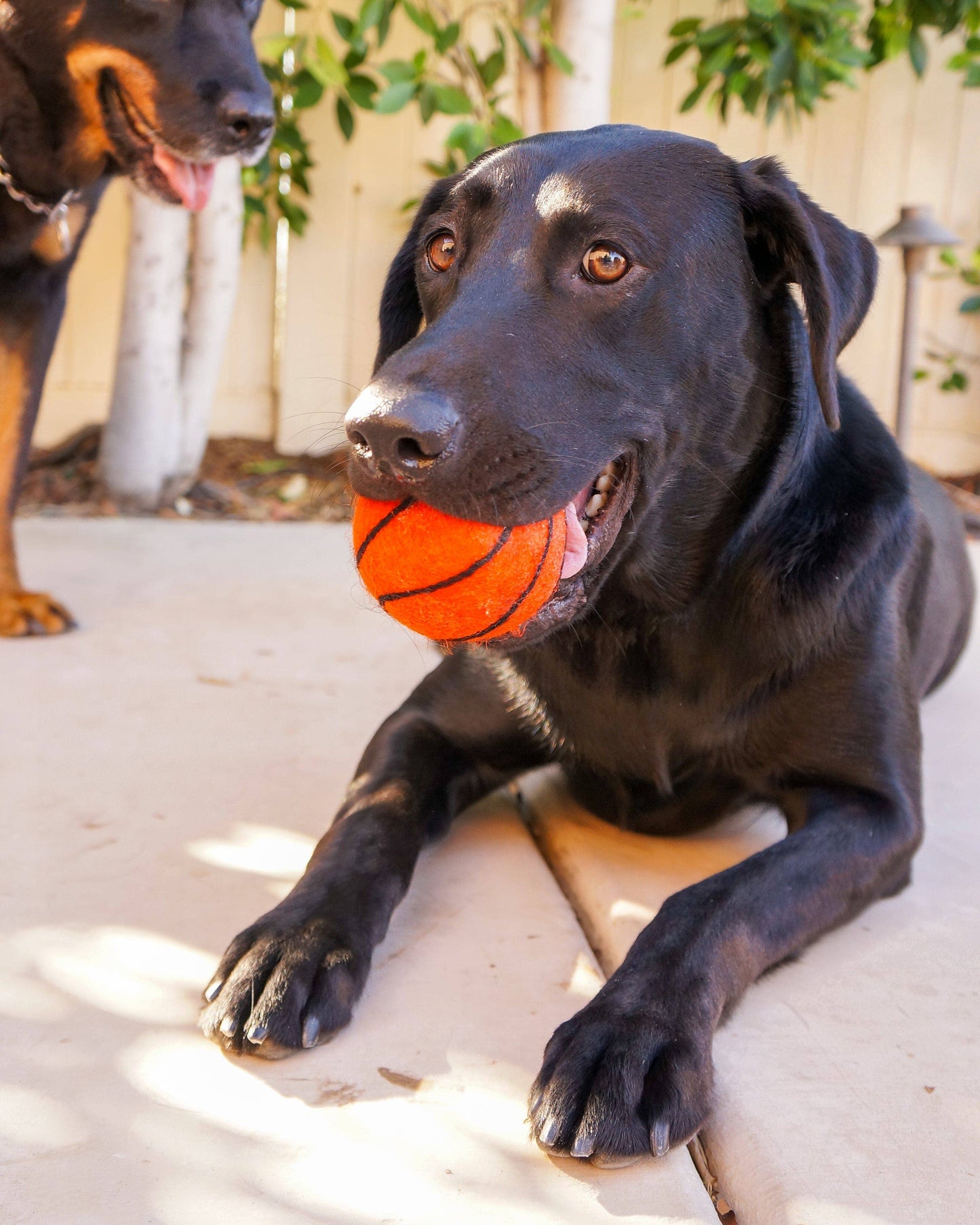 XL Pet Toy Wool Sport Ball