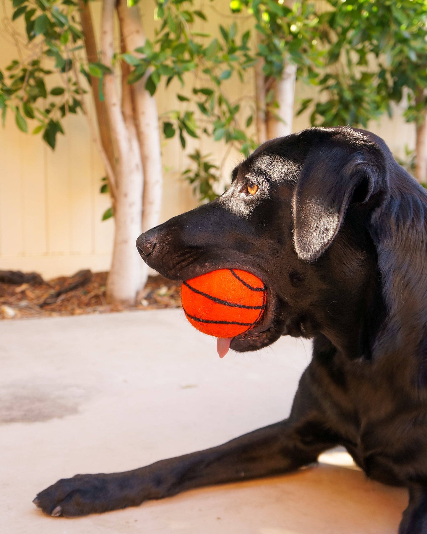 XL Pet Toy Wool Sport Ball